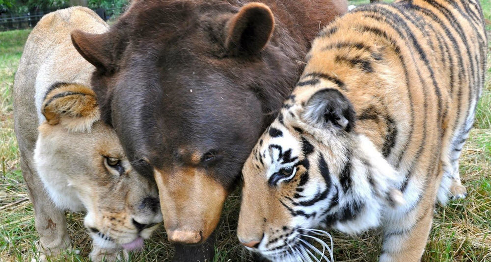 Lions, Tigers & Bears